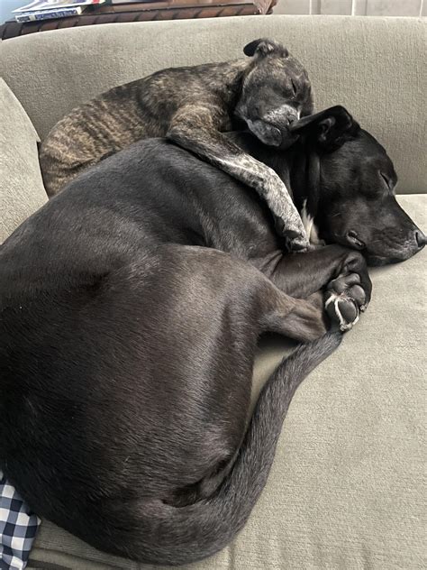 Adopted a puppy and she has chosen our two year old as her big brother