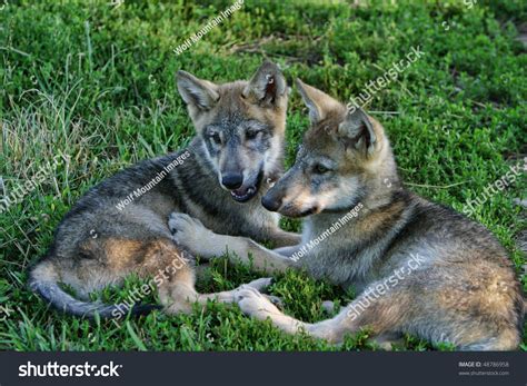 Gray Wolf Pups Stock Photo 48786958 - Shutterstock