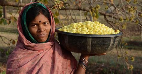 Panna Stories महुआ फूलों की गंध से महक रहा पन्ना का जंगल