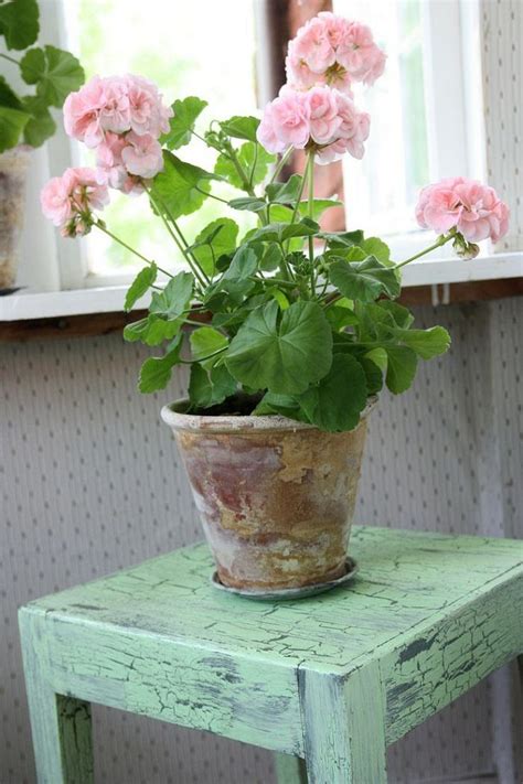 17 Best Flowering Houseplants | Balcony Garden Web