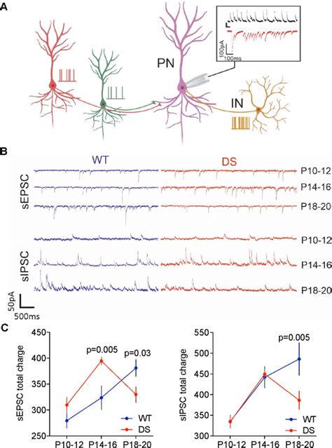 Spontaneous EPSC And IPSC Charge Transfer To CA1 Pyramidal Neurons Are