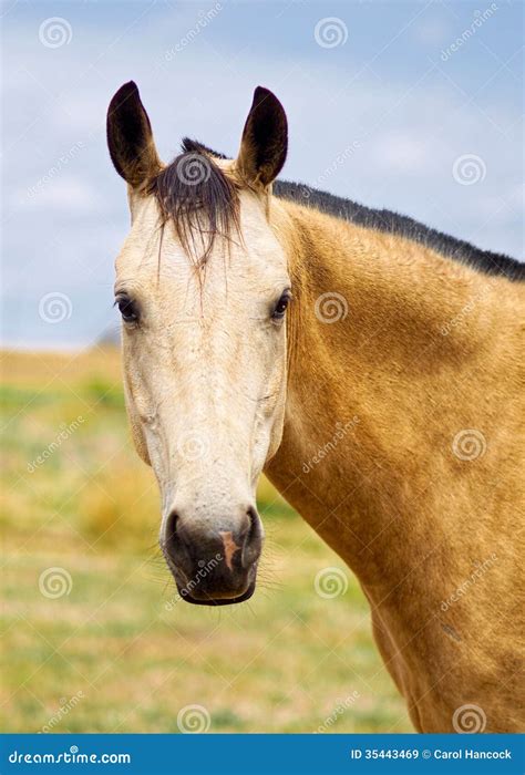 Buckskin Australian Stockhorse Stock Image Image Of Bronze Horse