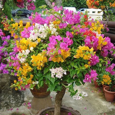 Pack Mixed Color Bougainvillea Bonsai Flower Plant Seeds Home