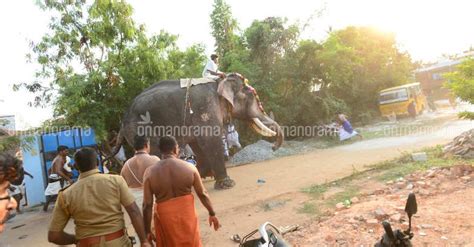 Elephant Runs Amok During Sree Padmanabha Temple Fest Elephant Runs