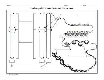 Chromosome Structure Coloring Diagram Page by Science With Mrs Lau