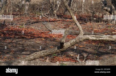 Komodo dragon venom Stock Videos & Footage - HD and 4K Video Clips - Alamy