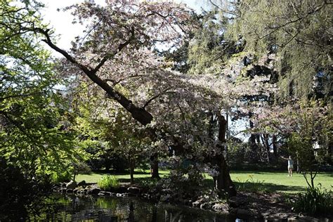 Japanese Garden Sakura Blossoming - Free photo on Pixabay - Pixabay