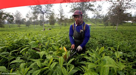 Jawa Barat Jadi Produsen Teh Terbesar Berikut Sebarannya