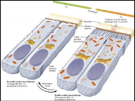 Amelogenesis Process Of Enamel Formation Cell Responsible Ameloblast