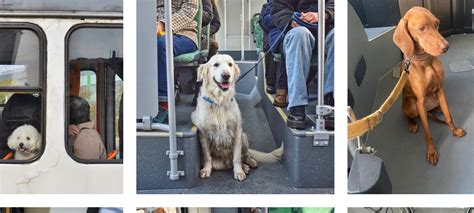 B C Elul Momentului Labradorul Adorabil Din Autobuzul Este