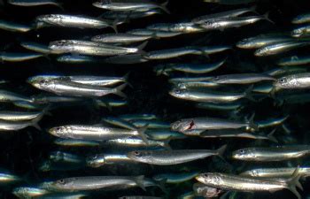 20 Surprising Health Benefits Of Sardines - Lifehack