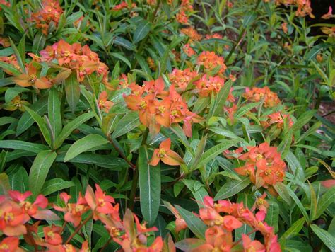 Euphorbia Fireglow Euphorbia Hardy Plants Tropical Landscaping