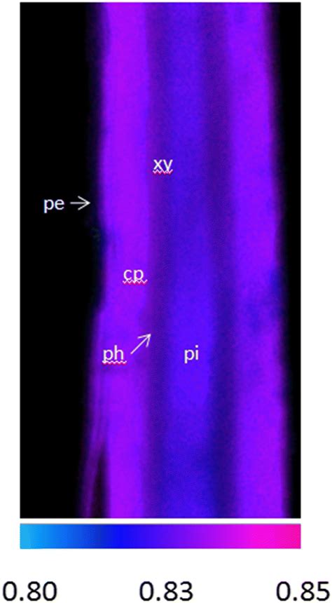 Chl A Fluorescence Imaging Of Fv Fm All Images Are Normalised To The