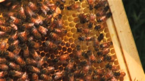 Bees Inside The Beehive Stock Video Video Of Brood