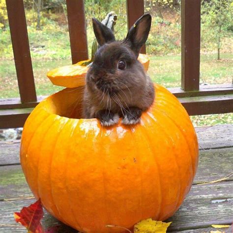 210 Bunnies Captured In All Their Cuteness And Glory Laptrinhx News