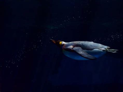 70+ Emperor Penguin Underwater Stock Photos, Pictures & Royalty-Free Images - iStock