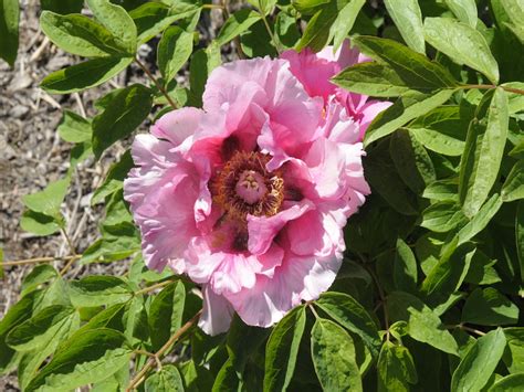 Seed Grown Tree Peony 2024 229 Cricket Hill Garden