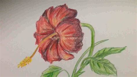 Hibiscus Pencil Sketch At Explore Collection Of