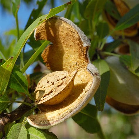 Penta Almond Trees for Sale | FastGrowingTrees.com