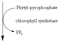 Chlorophyll biosynthesis pathway