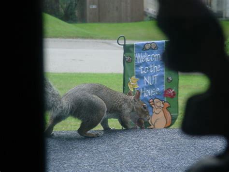 October Is Always Squirrel Awareness Month