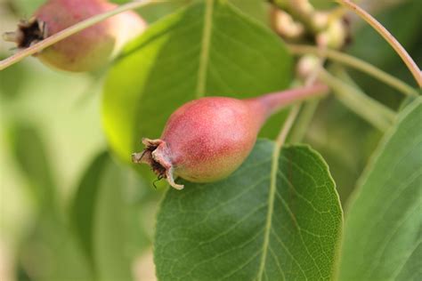 Pear Diseases And Pests Description Uses Propagation