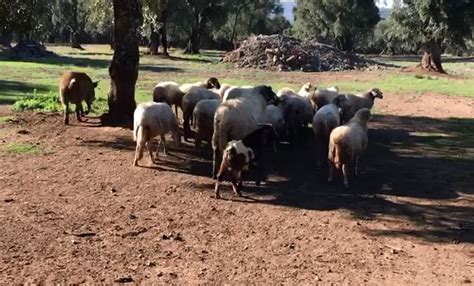 Emergenza Cinghiali La Coldiretti Segnala La Convivenza Forzata Con