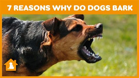 7 Reasons Why Do Dogs Bark 🐶 Secret Life Of Dogs Barking Pets