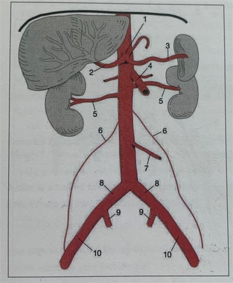 Abdominal Aorta And Branches Labeling Diagram Quizlet