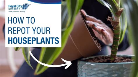 How To Repot Your Houseplants Youtube