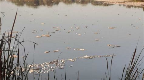 Estero Domingo Rubio Peces Muertos Flotando En Las Aguas