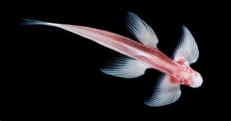 Scientists Discover the Secret to a Cavefish's Weird, Waddling Walk | WIRED