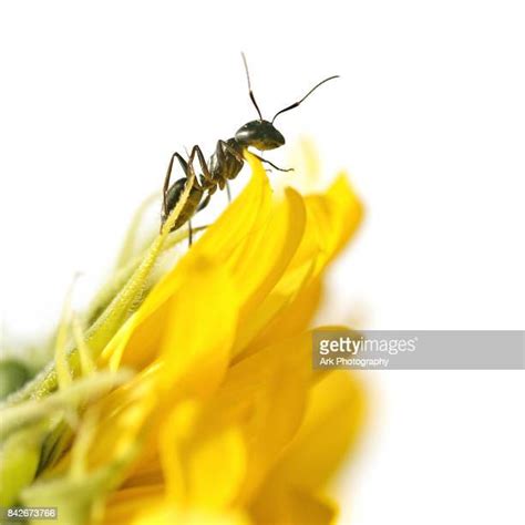 Ant Close Up Photos Et Images De Collection Getty Images