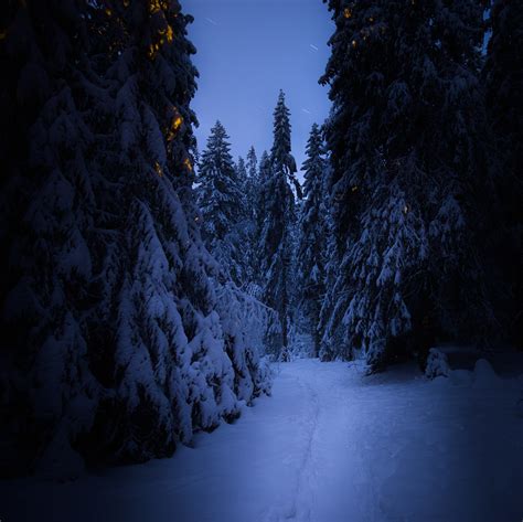 Dark winter forest - Play Raw - discuss.pixls.us