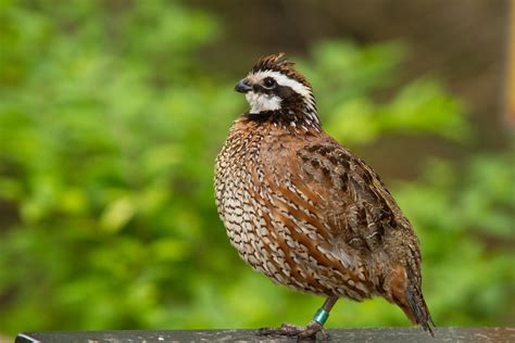 3 Best Quail Breeds for Meat - Farmhouse Guide