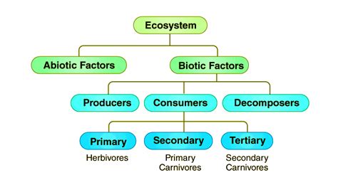 Understanding Ecosystem Definition Structure Types And Functions