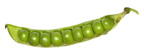 Filegreen Pea Pod 8872 Wikimedia Commons