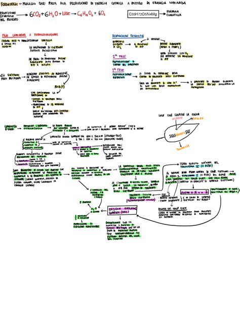 Riassunto Schematico Fotosintesi Schemi E Mappe Concettuali Di Botanica Generale Docsity