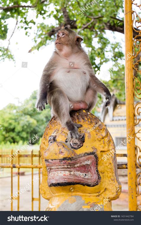 Fat Monkey Monkey Temple Phnom Penh Stock Photo 1431442784 Shutterstock