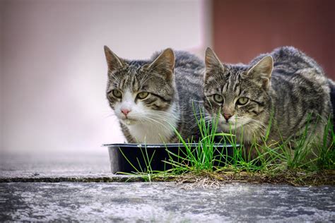 Qu Hacer Si Tu Gato No Quiere Comer Mundo Cachorro