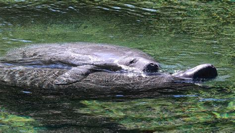 Florida Deputies Stop Calling Us About Manatee Sex Fox 13 Tampa Bay