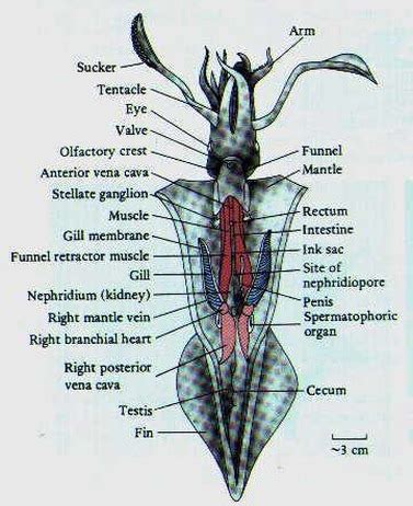 GIANT SQUID - Giant Squid