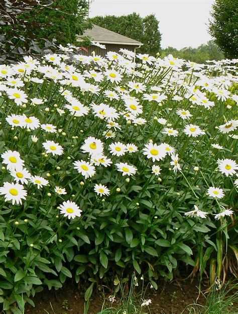 Shasta Daisy Plant Daisy Shasta Seeds (Chrysanthemum Maximum)