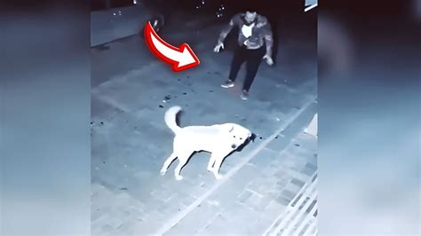 Une Cam Ra Enregistre Ce Qu Un Homme Fait Un Chien Errant La Nuit