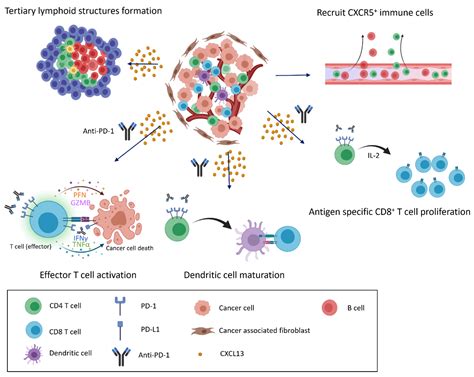 Cancers Free Full Text Potential Role Of Cxcl Cxcr Signaling In