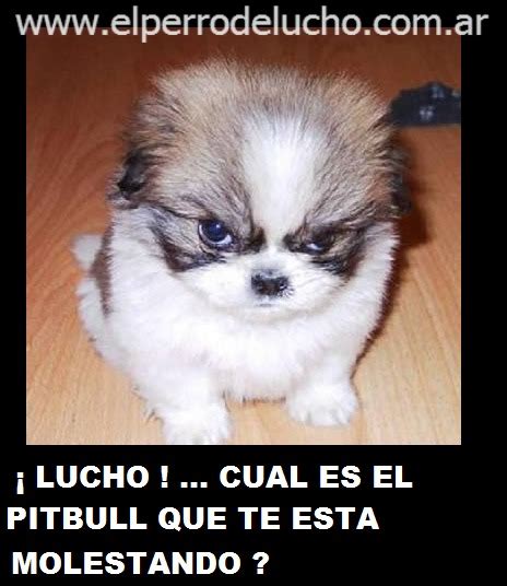 IMÁGENES Y FOTOS DEL PERRO DE LUCHO LUCHO CUAL ES EL PITBULL QUE TE