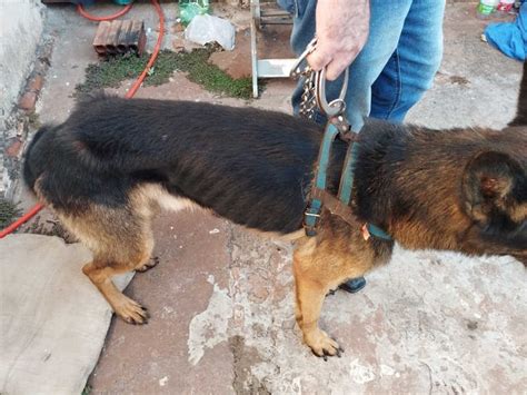 Homem é preso em flagrante por maus tratos a um cão em Cândido Mota SP