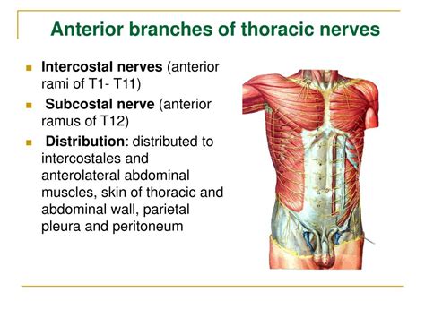 spinal nerves powerpoint    id