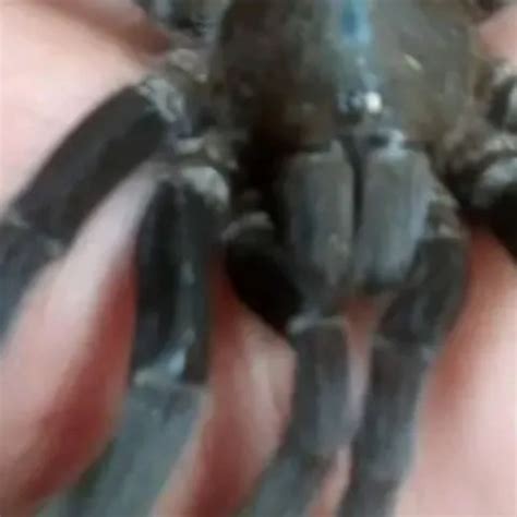 Hayga Fe Sex Maharm XHamster