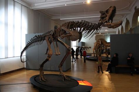 Image - Carnotaurus skeleton in Bonn.jpg | Dinopedia | FANDOM powered ...